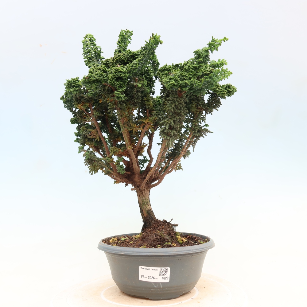 Venkovní bonsai - Cham. obtusa SEKKA HINOKI - Cypřišek