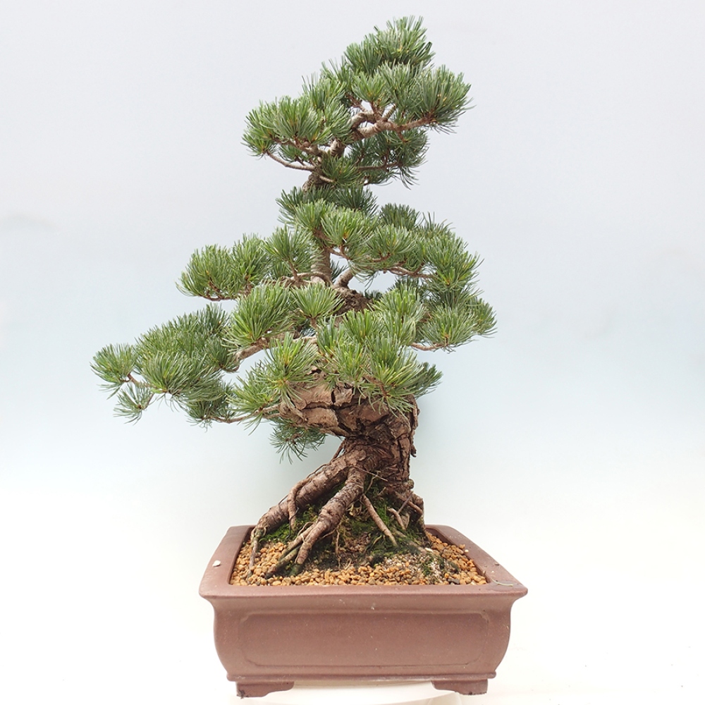Venkovní bonsai - Pinus parviflora - Borovice drobnokvětá