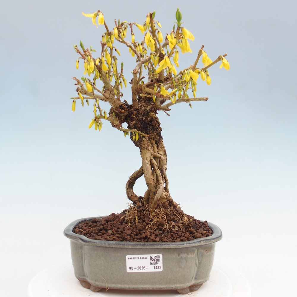 Venkovní bonsai - Zlatice - Forsythia koreana