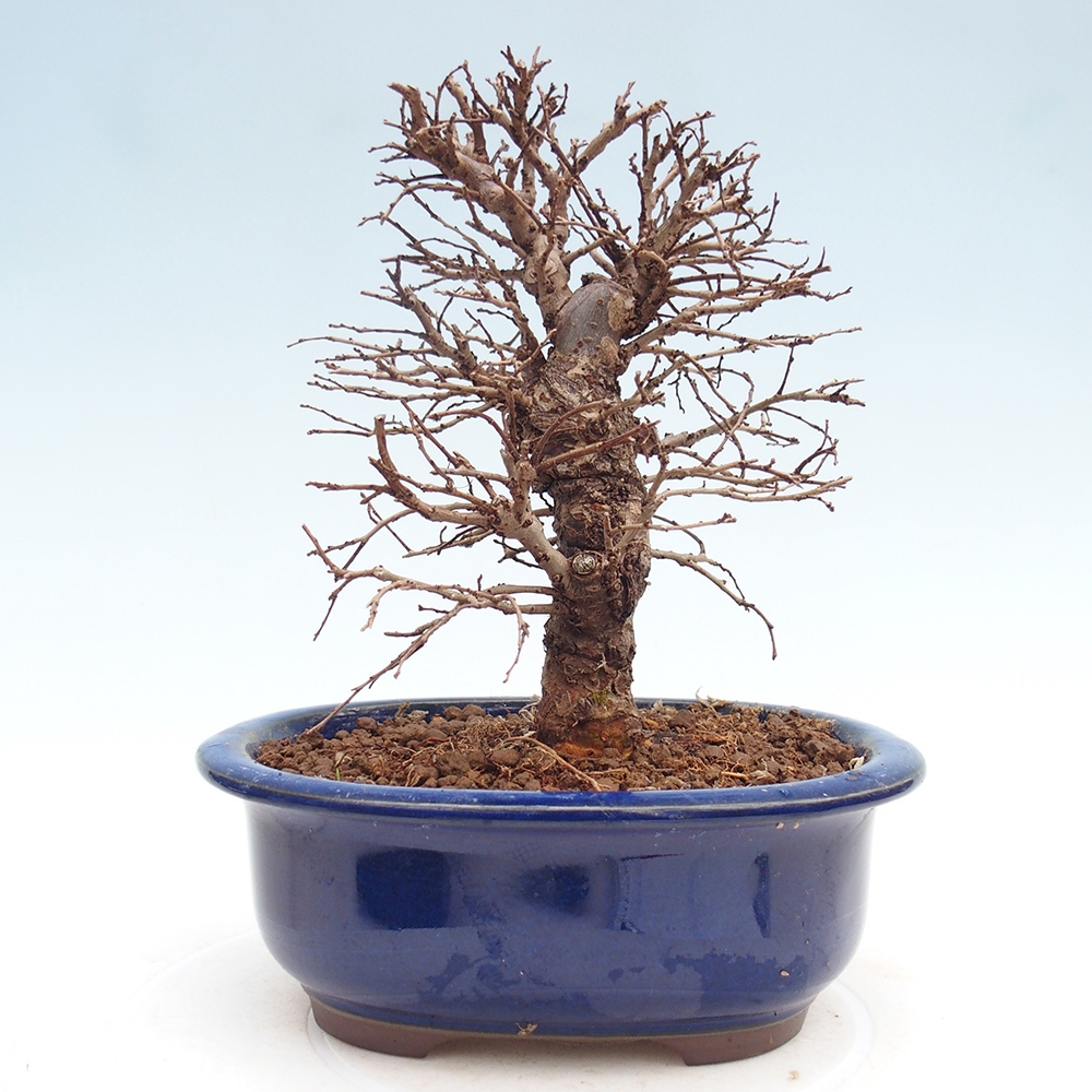 Venkovní bonsai - Zelkova - Zelkova NIRE