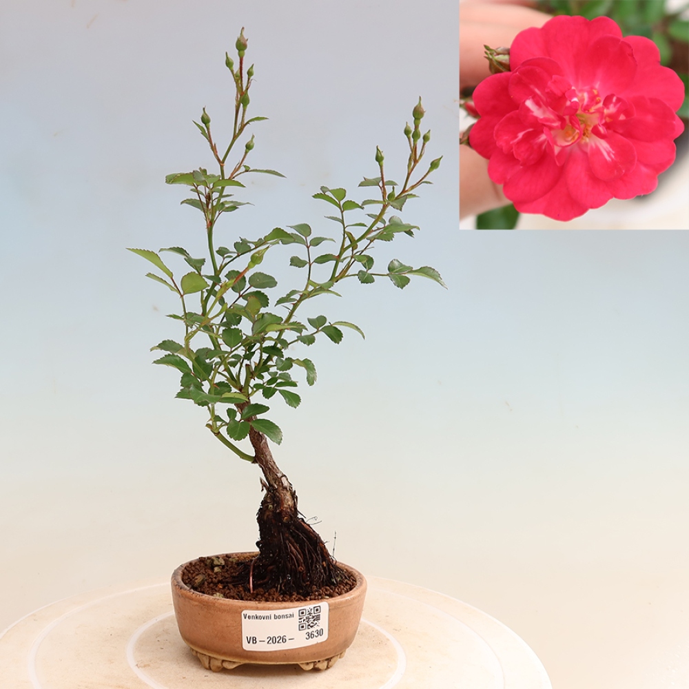 Venkovní bonsai - Rosa Kordes -  růže