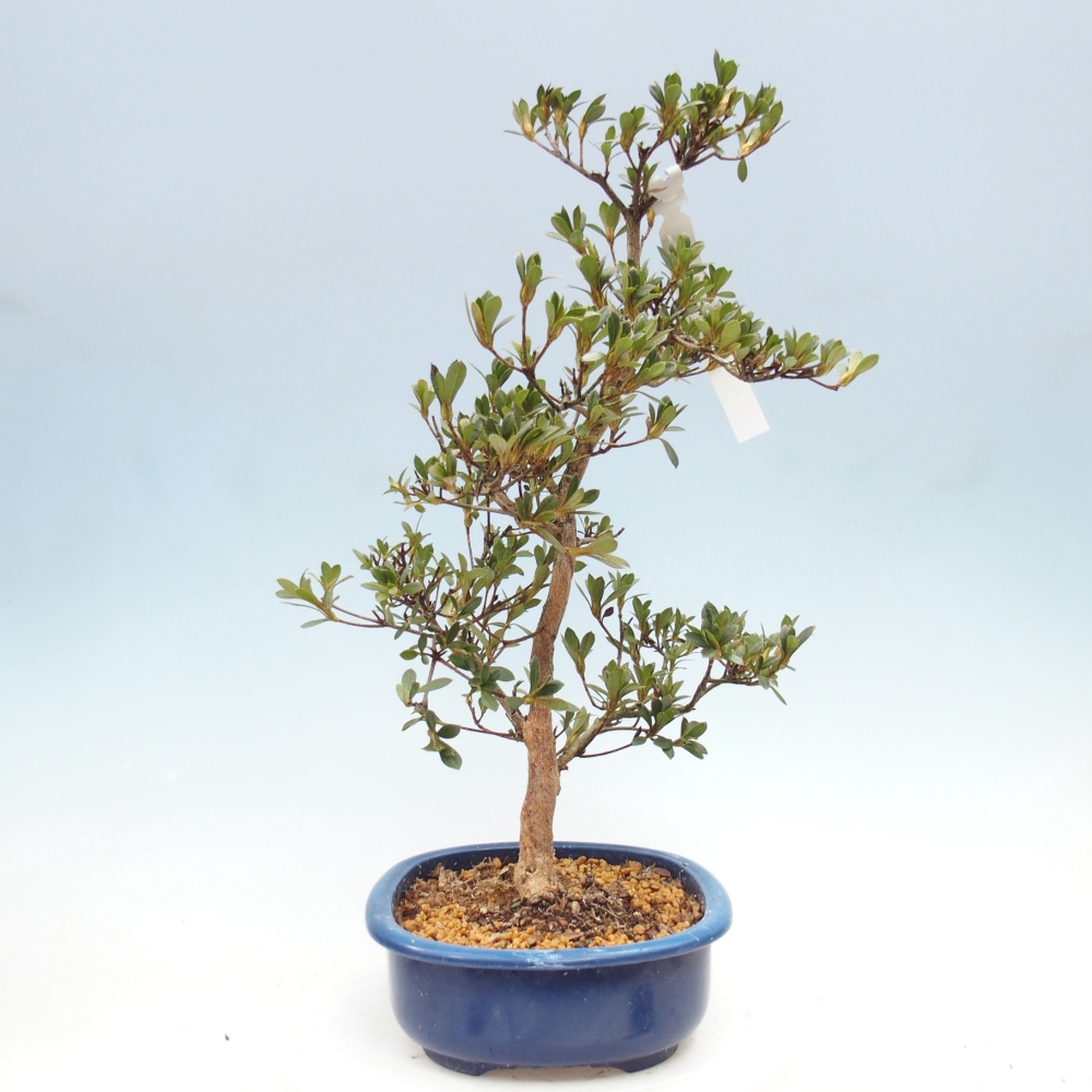 Venkovní bonsai - Japonská azalka - Azalea Yoko
