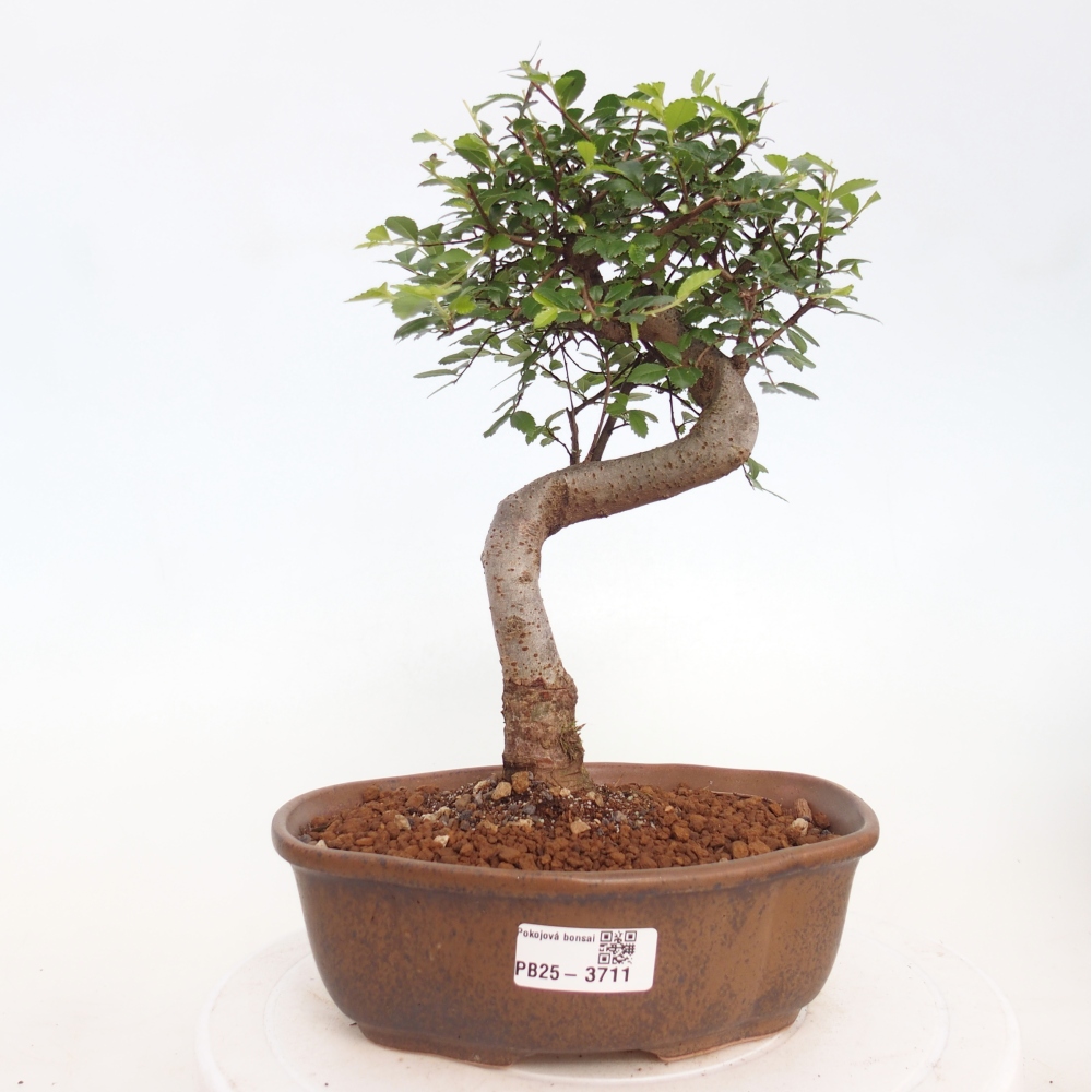 Pokojová bonsai - Ulmus parvifolia - Malolistý jilm