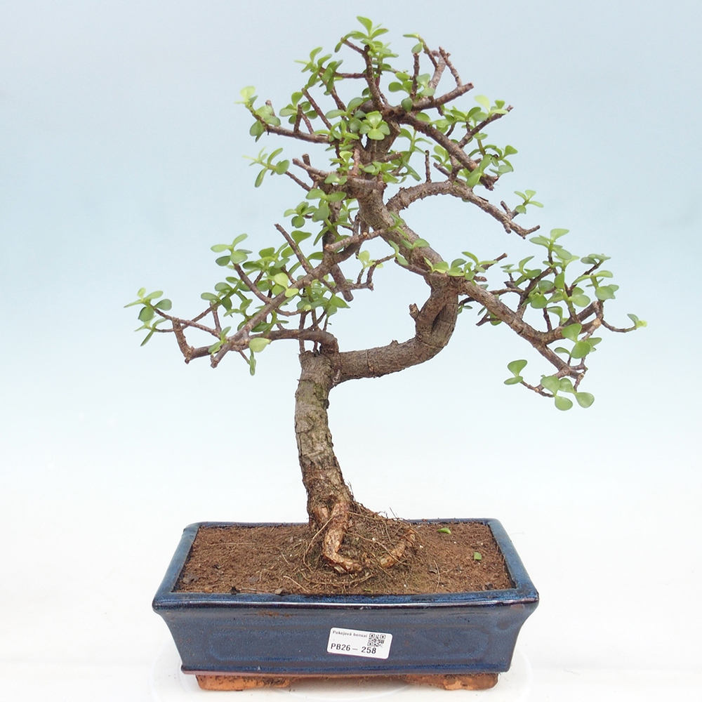 Pokojová bonsai - Portulakaria Afra - Tlustice