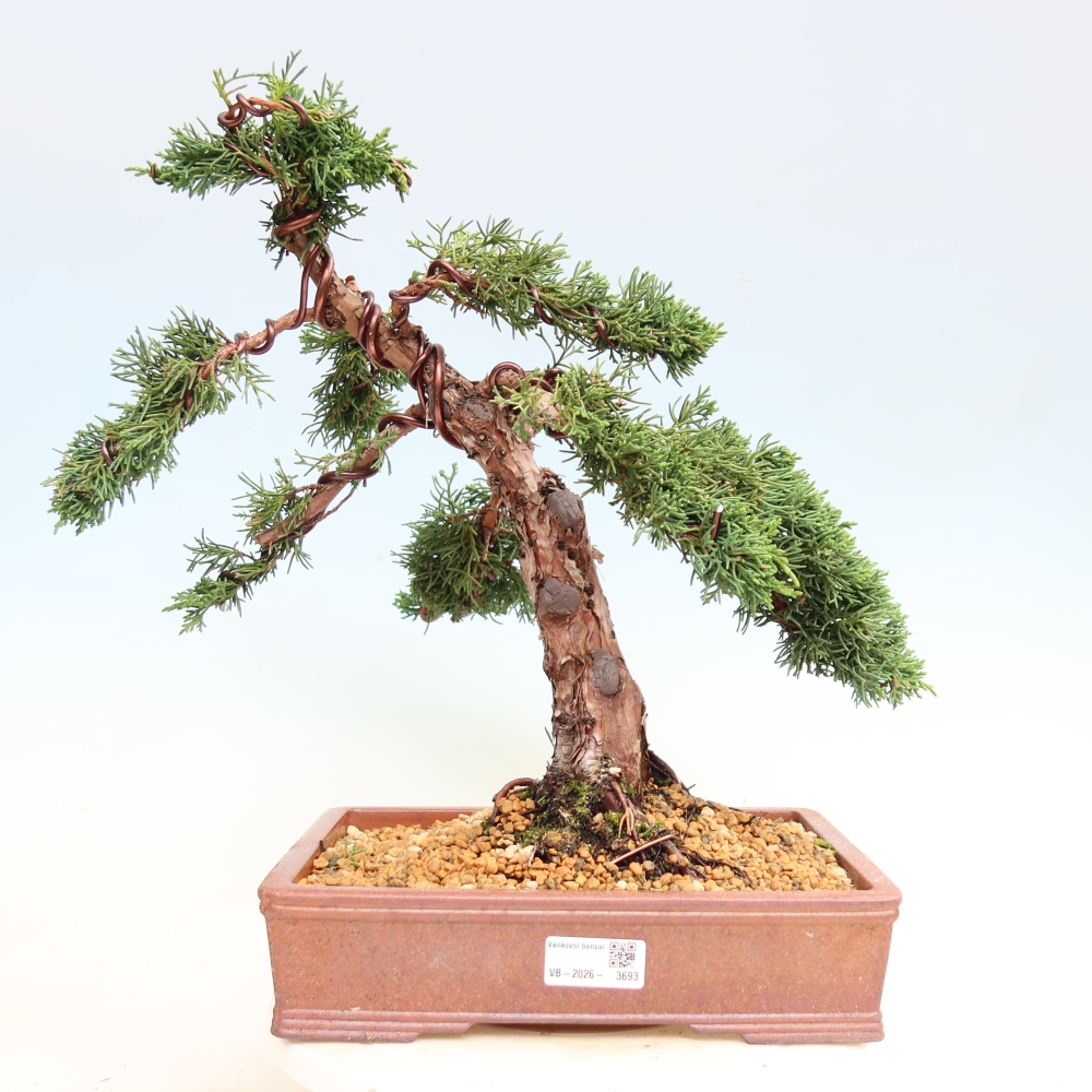 Venkovní bonsai - Juniperus chinensis Kishu -Jalovec čínský