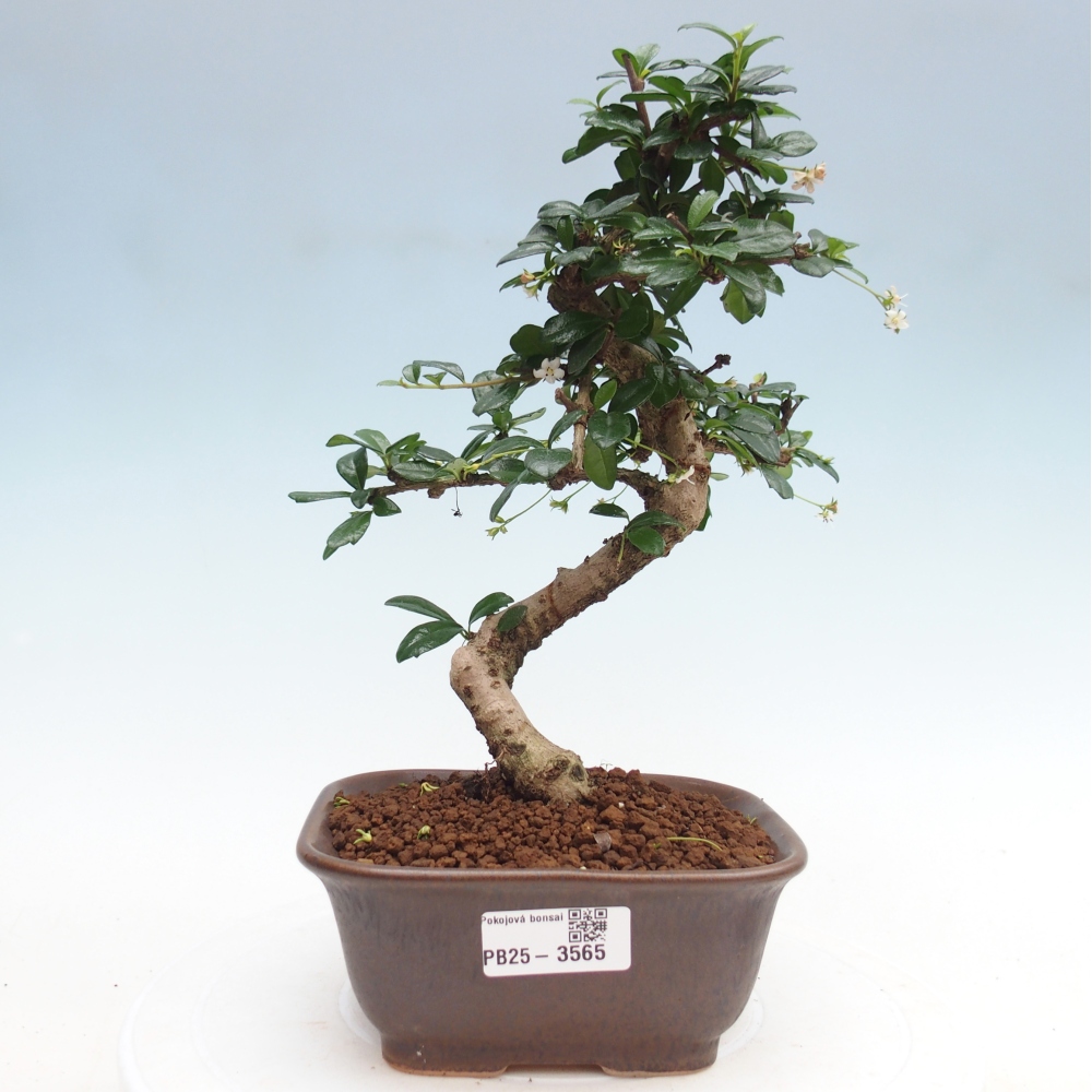 Pokojová bonsai - Carmona macrophylla - Čaj fuki