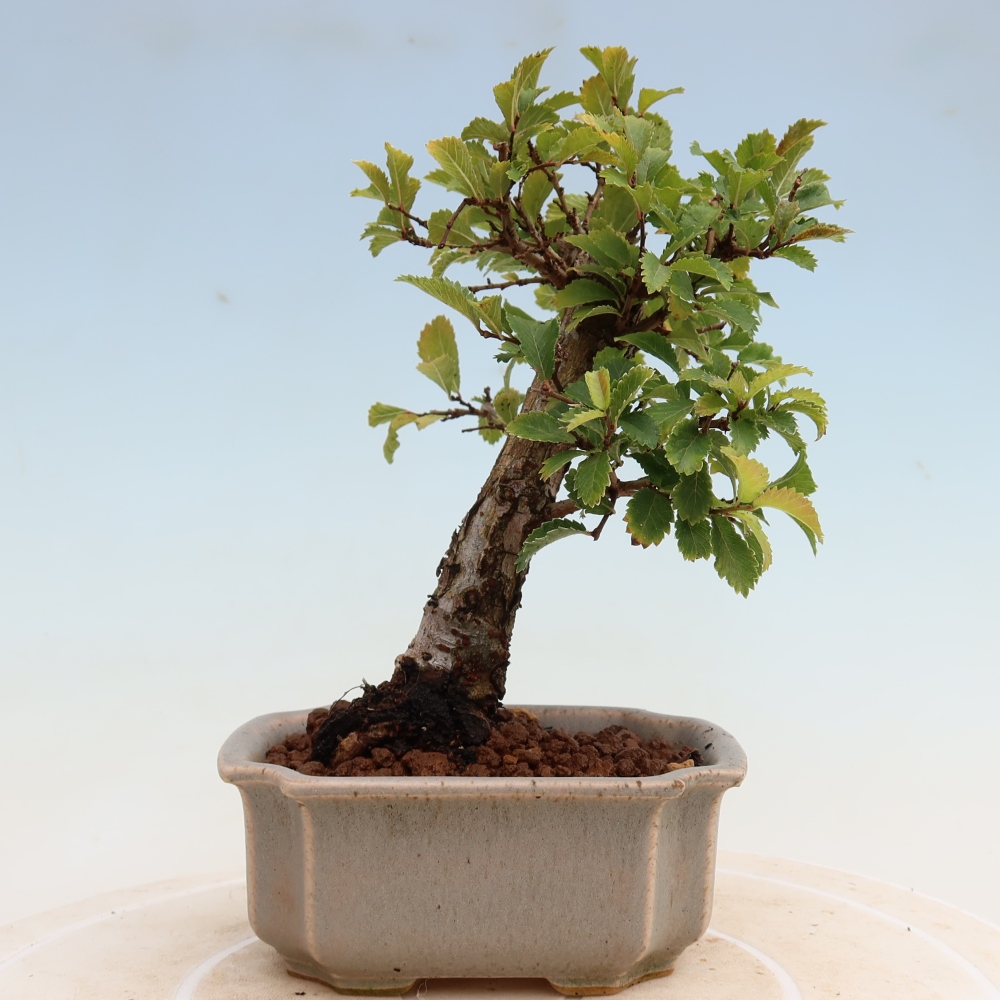 Venkovní bonsai - Zelkova - Zelkova NIRE
