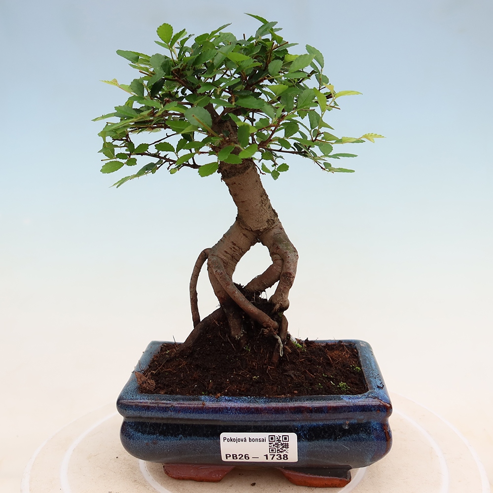 Pokojová bonsai - Ulmus parvifolia - Malolistý jilm