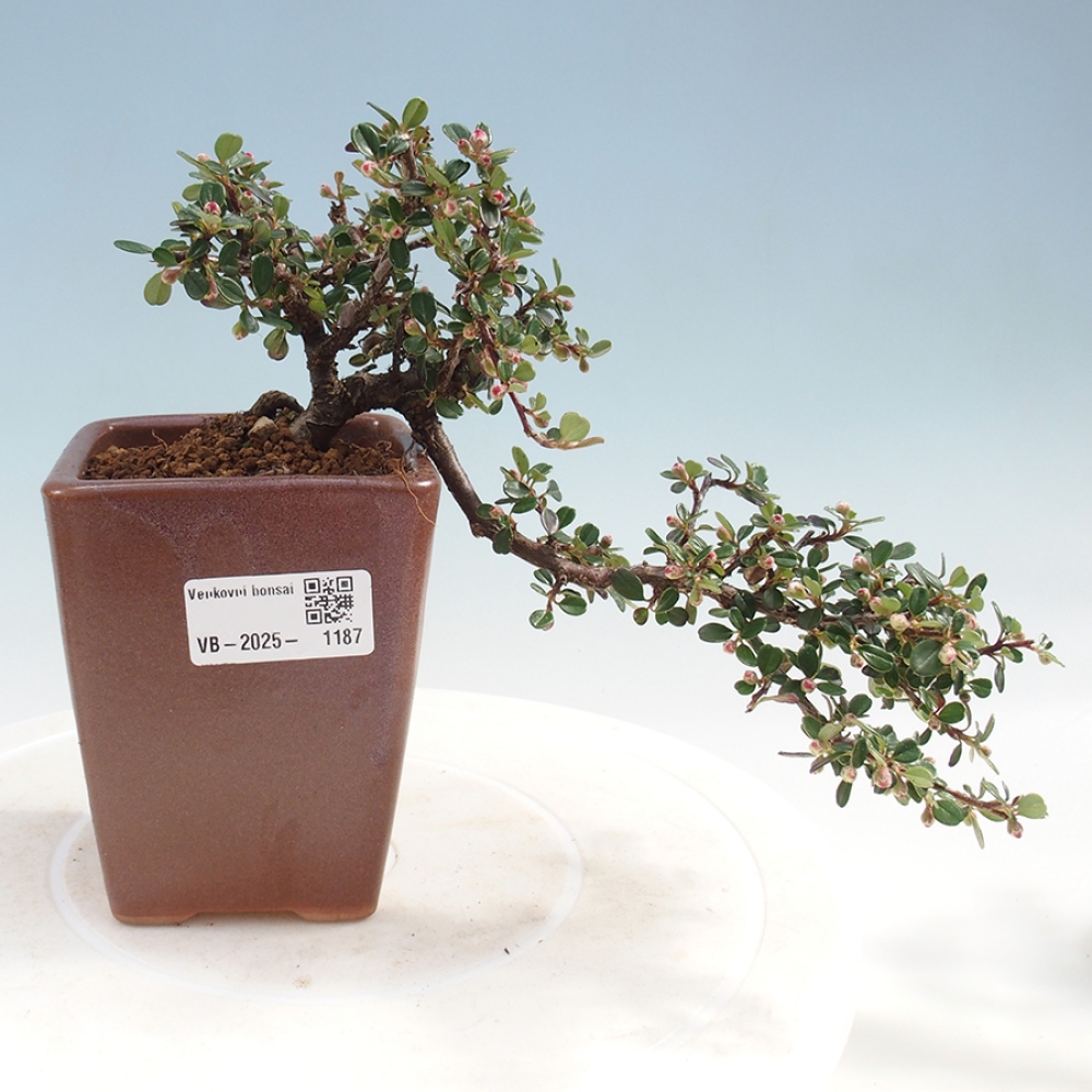 Venkovní bonsai - Cotoneaster horizontalis - Skalník