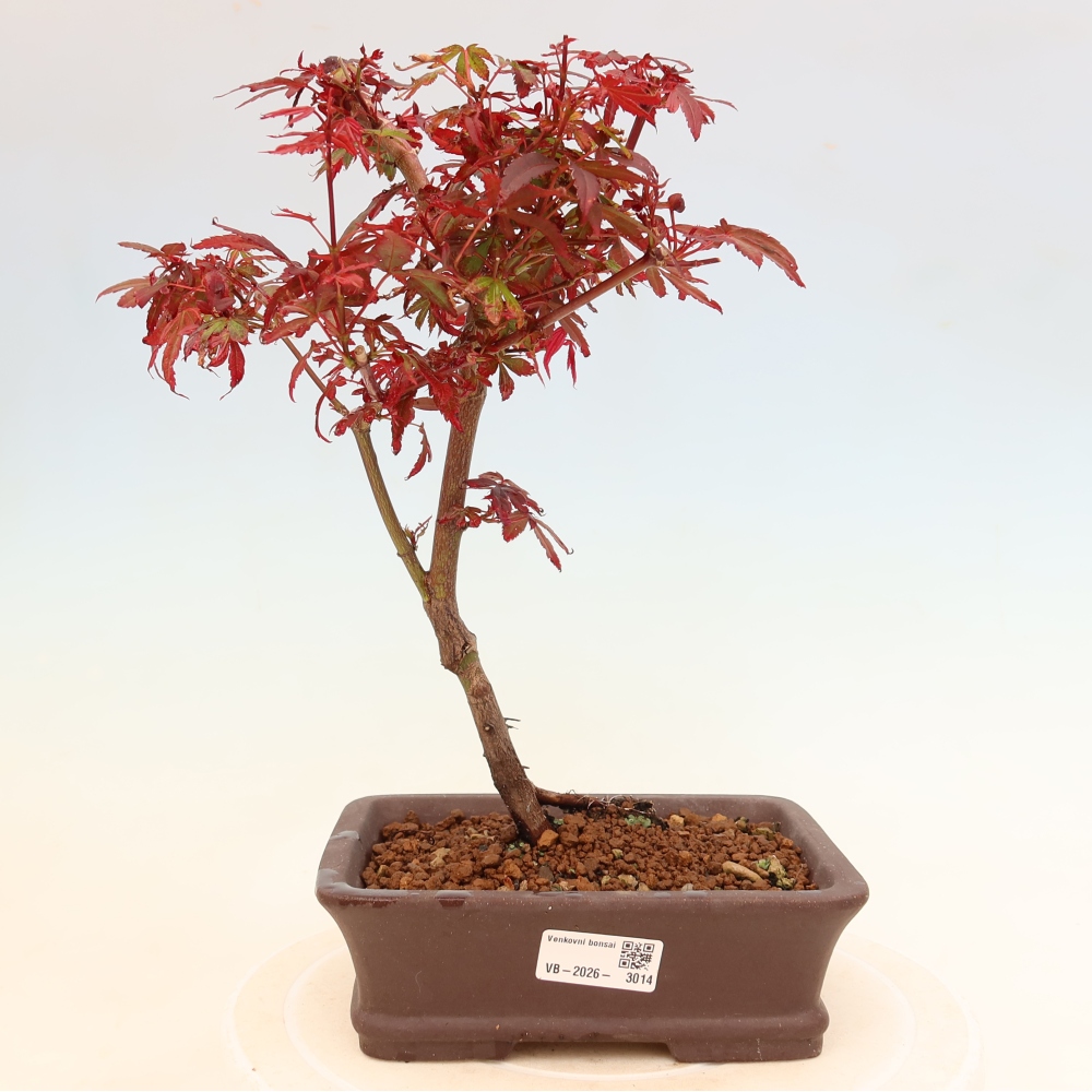 Venkovní bonsai -Javor dlanitolistý  - Acer palmatum Berry Broom 