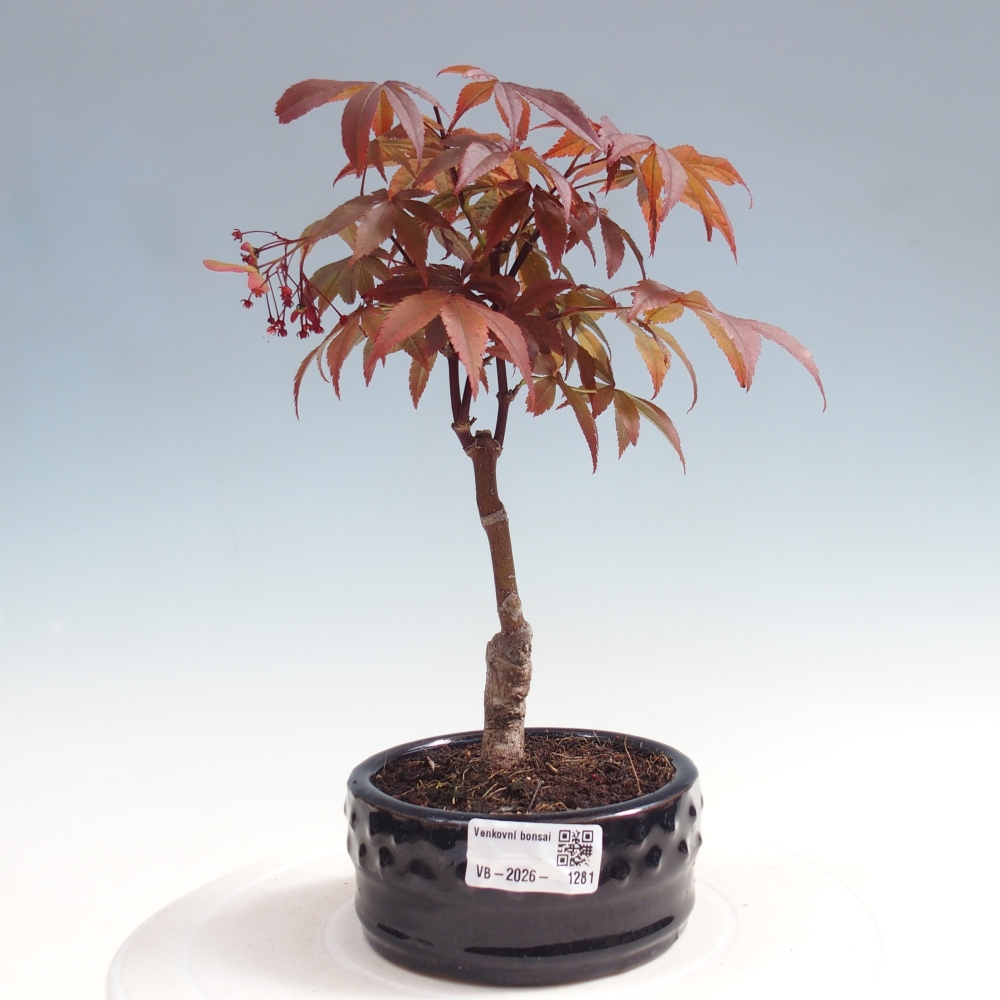 Venkovní bonsai - Acer palm. Atropurpureum-Javor dlanitolistý