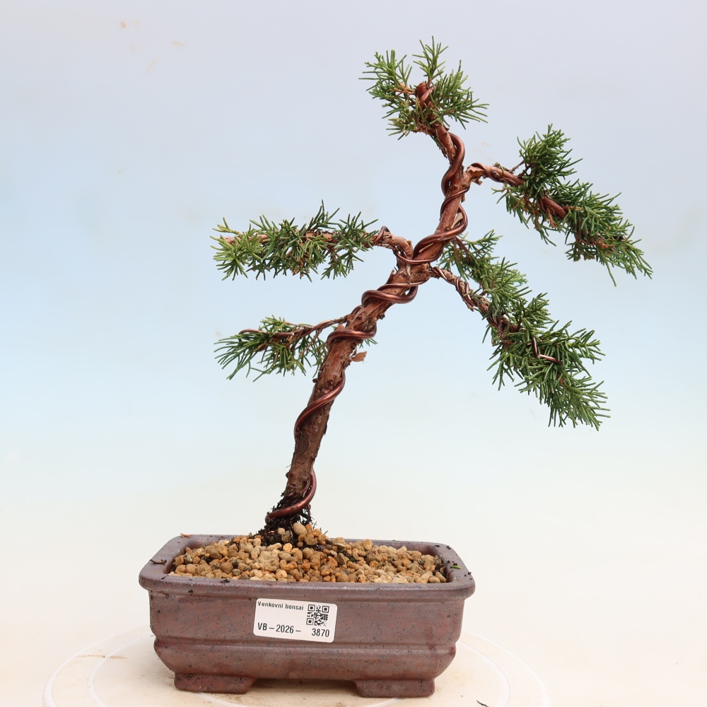 Venkovní bonsai - Juniperus chinensis Kishu -Jalovec čínský