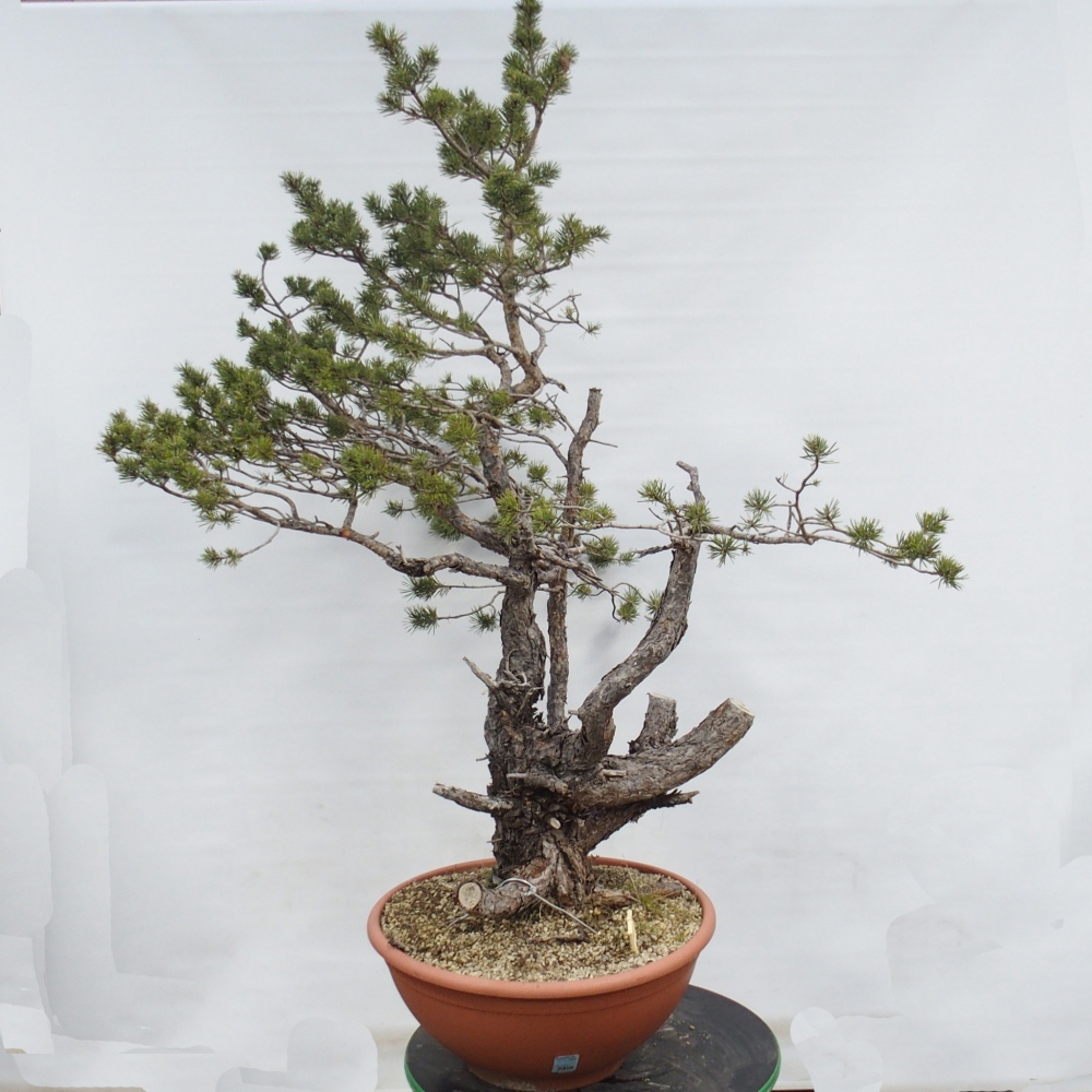 Yamadori - Pinus sylvestris Španělsko