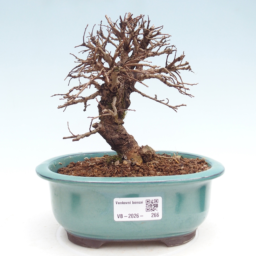 Venkovní bonsai - Zelkova - Zelkova NIRE