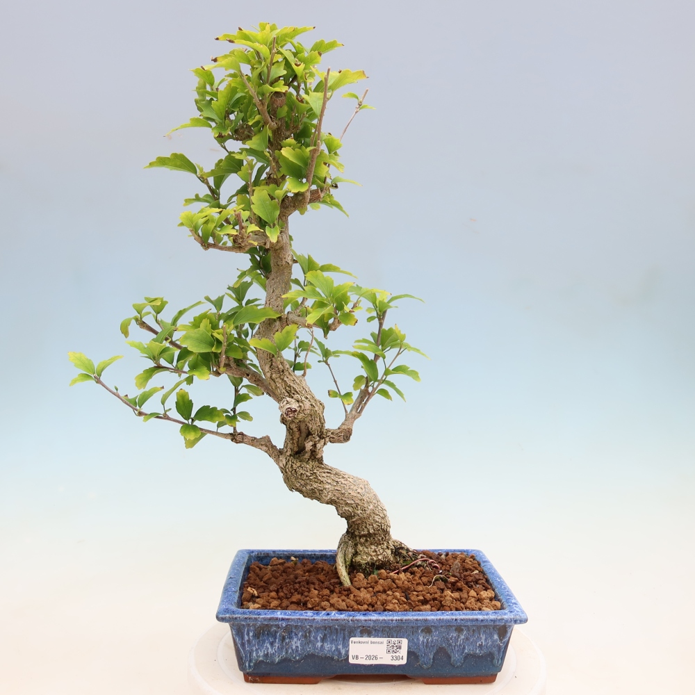 Venkovní bonsai - Hibiscus syriacus - Ibišek syrský