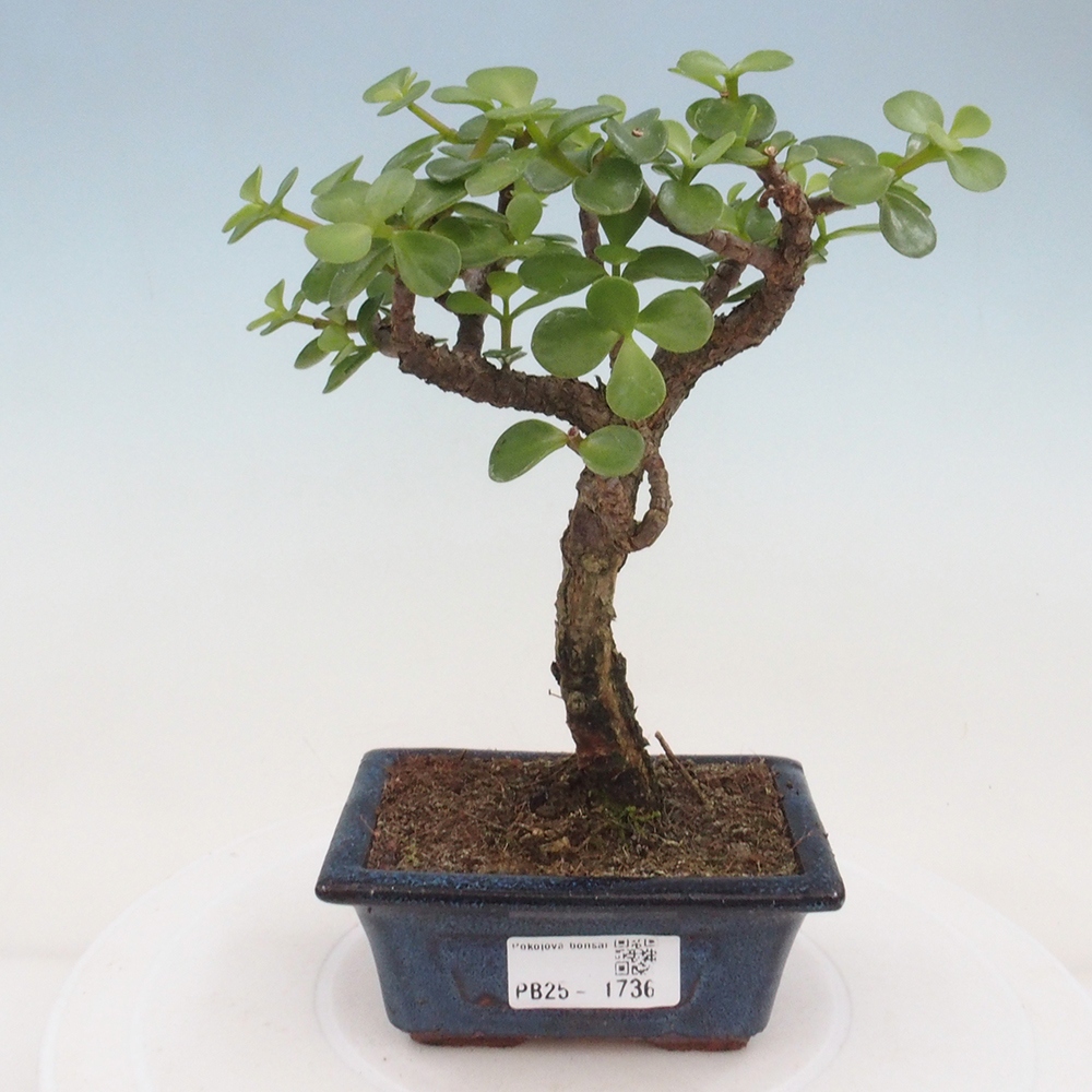Pokojová bonsai - Portulakaria Afra - Tlustice