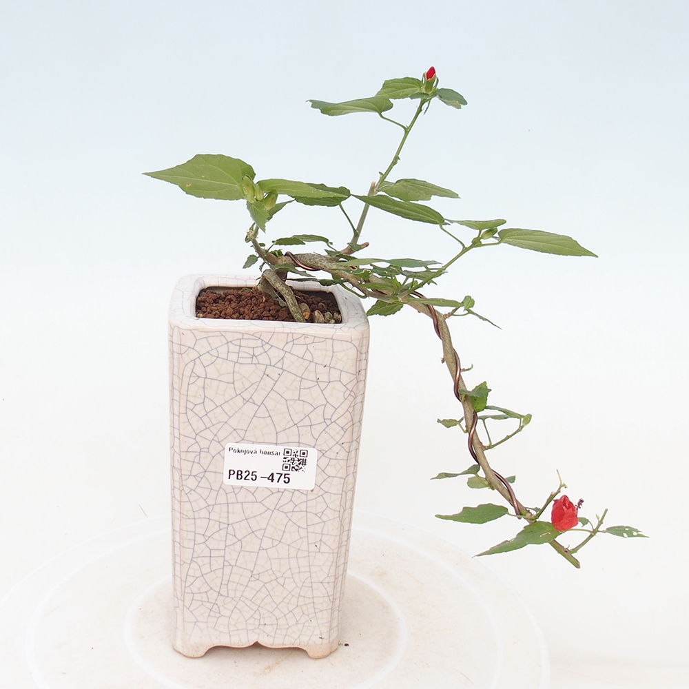 Pokojová bonsai - Malvaviscus arboreus - ibiškovec dřevnatý