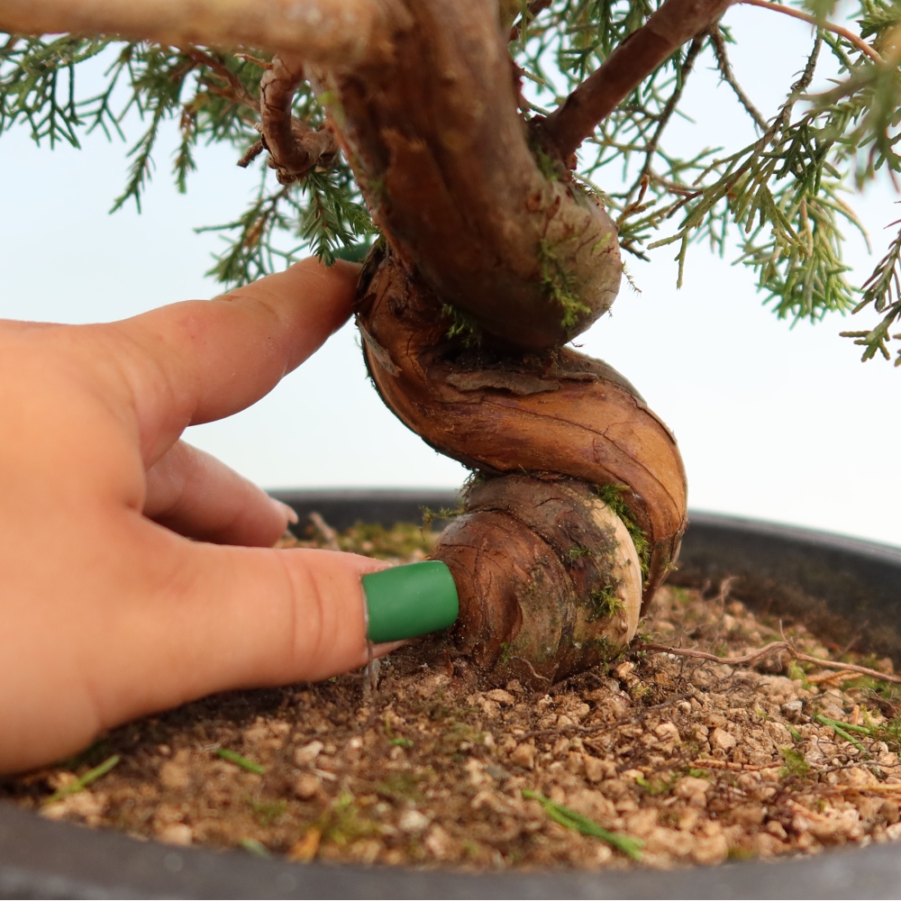 Venkovní bonsai - Juniperus chinensis Itoigawa-Jalovec čínský