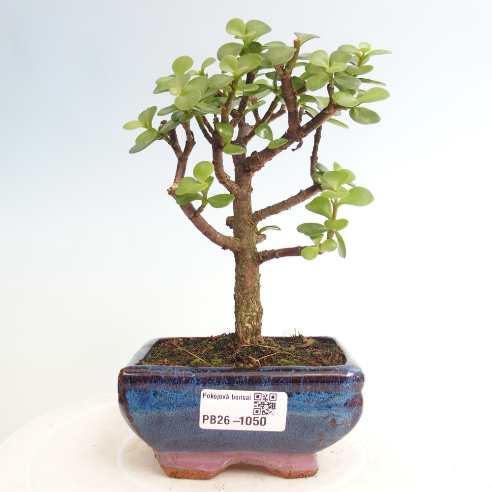 Pokojová bonsai - Portulakaria Afra - Tlustice