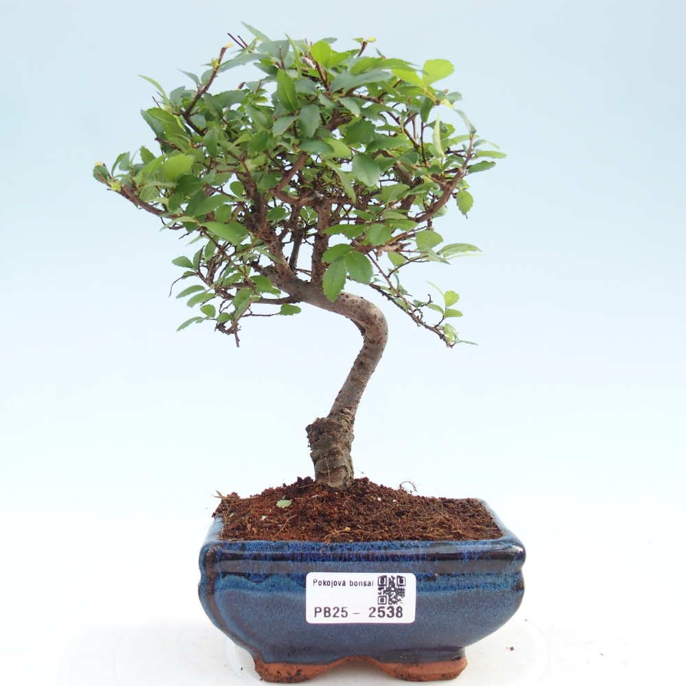 Pokojová bonsai - Ulmus parvifolia - Malolistý jilm