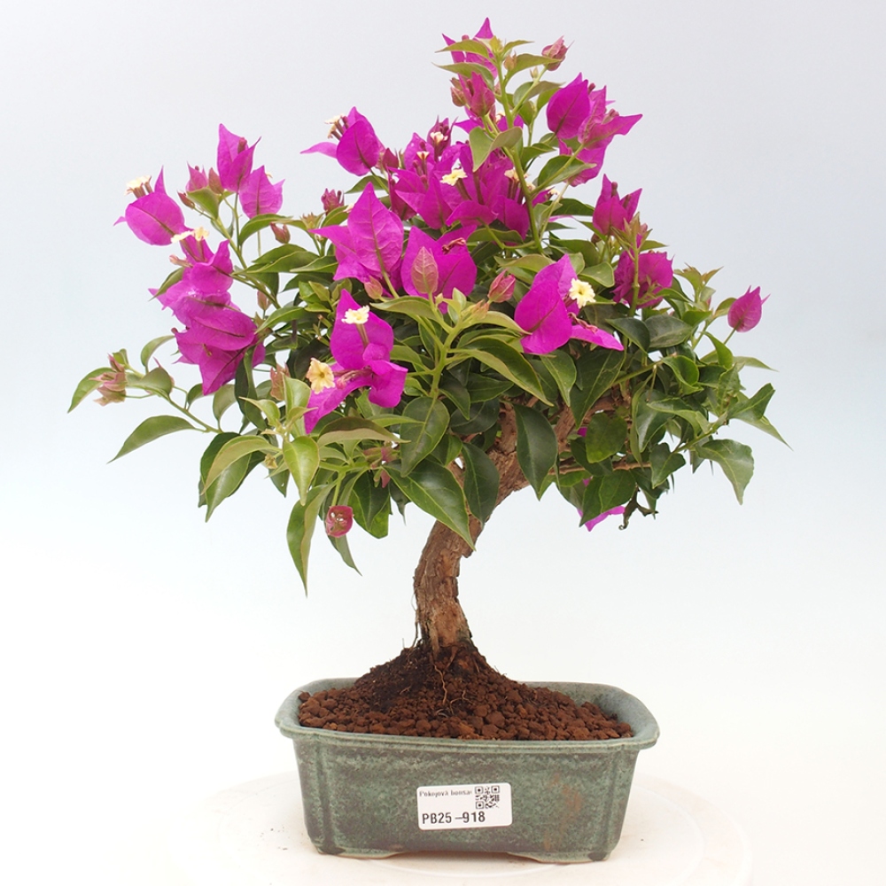 Pokojová bonsai - Bouganwilea