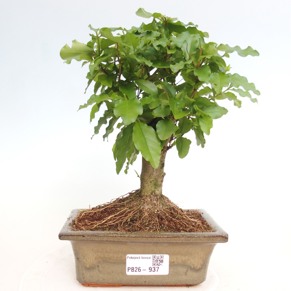 Pokojová bonsai -Ligustrum chinensis - Ptačí zob