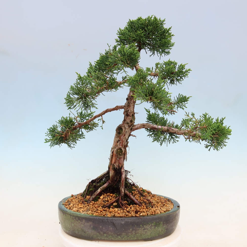 Venkovní bonsai - Juniperus chinensis Kishu -Jalovec čínský