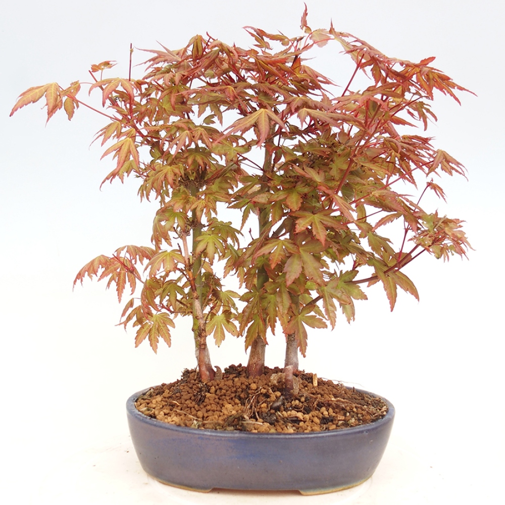 Venkovní bonsai - Acer palmatum  - Javor dlanitolistý