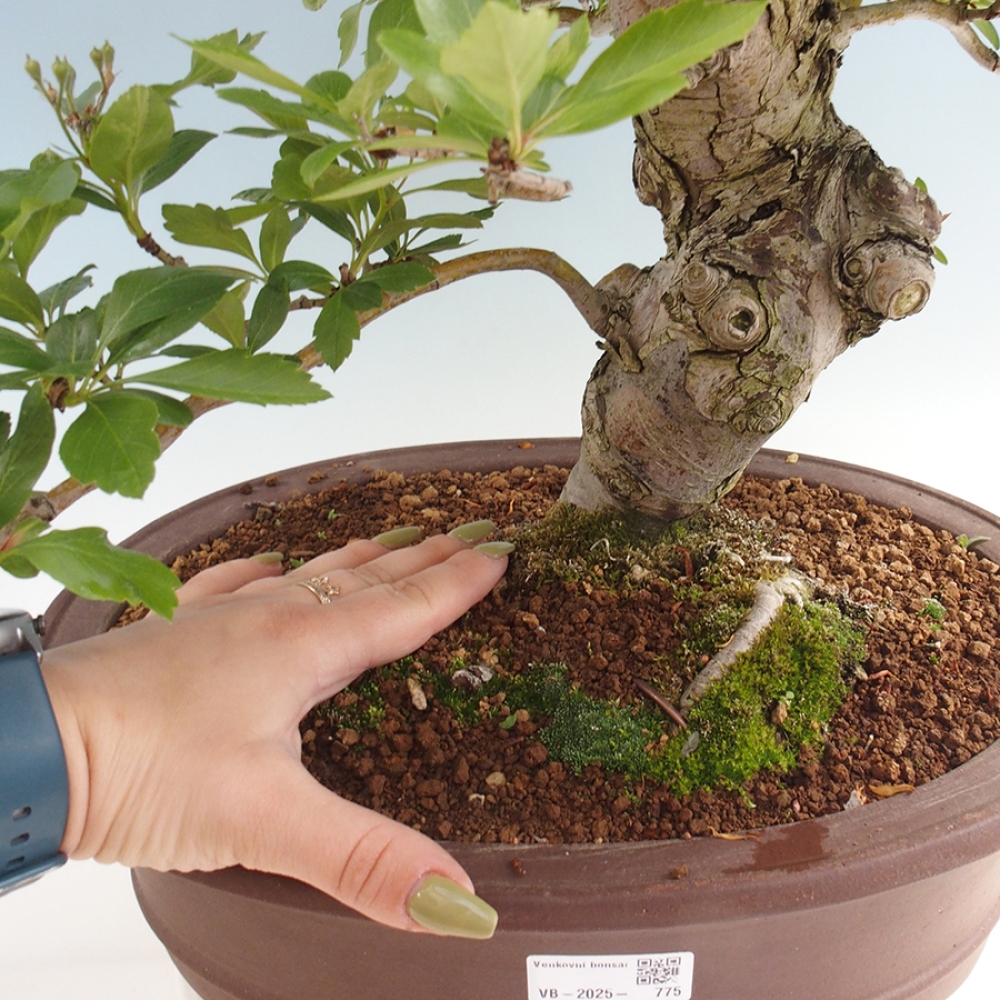 Venkovní bonsai - Hloh klínovitý - Crataegus cuneata