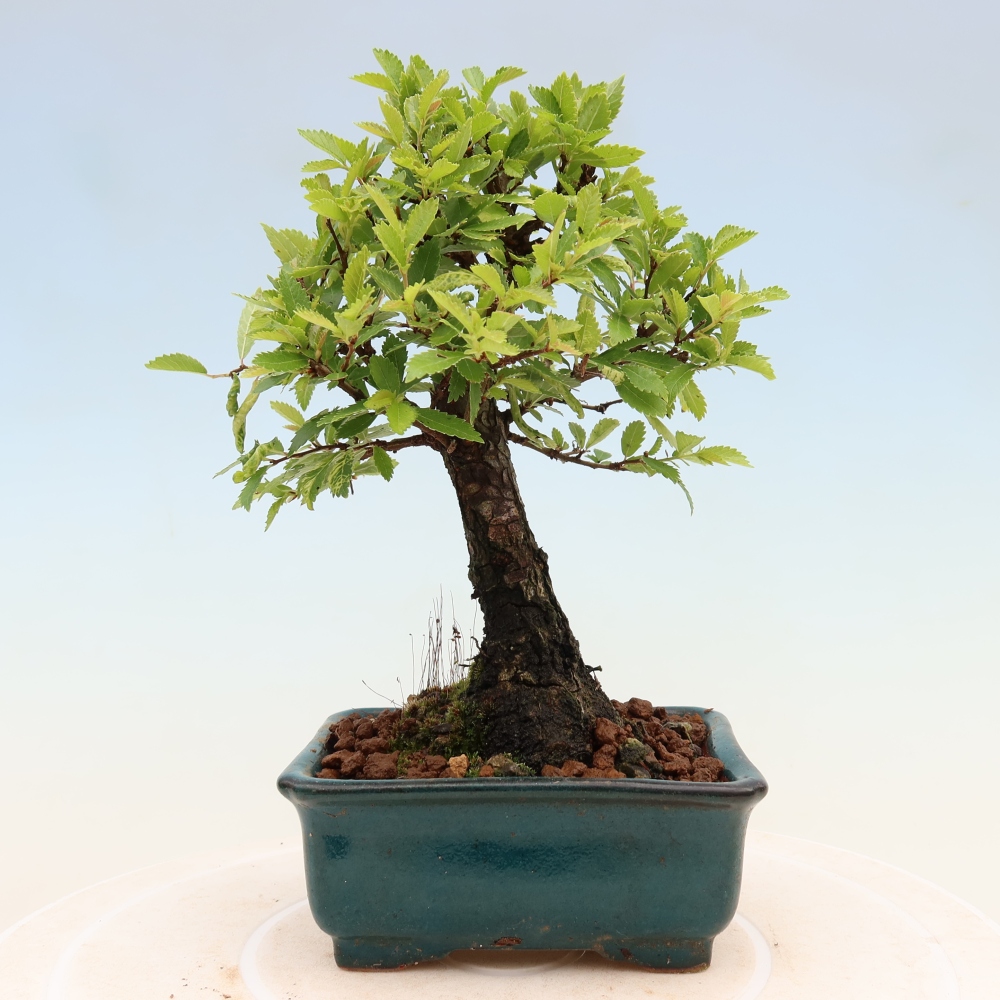 Venkovní bonsai - Zelkova - Zelkova NIRE