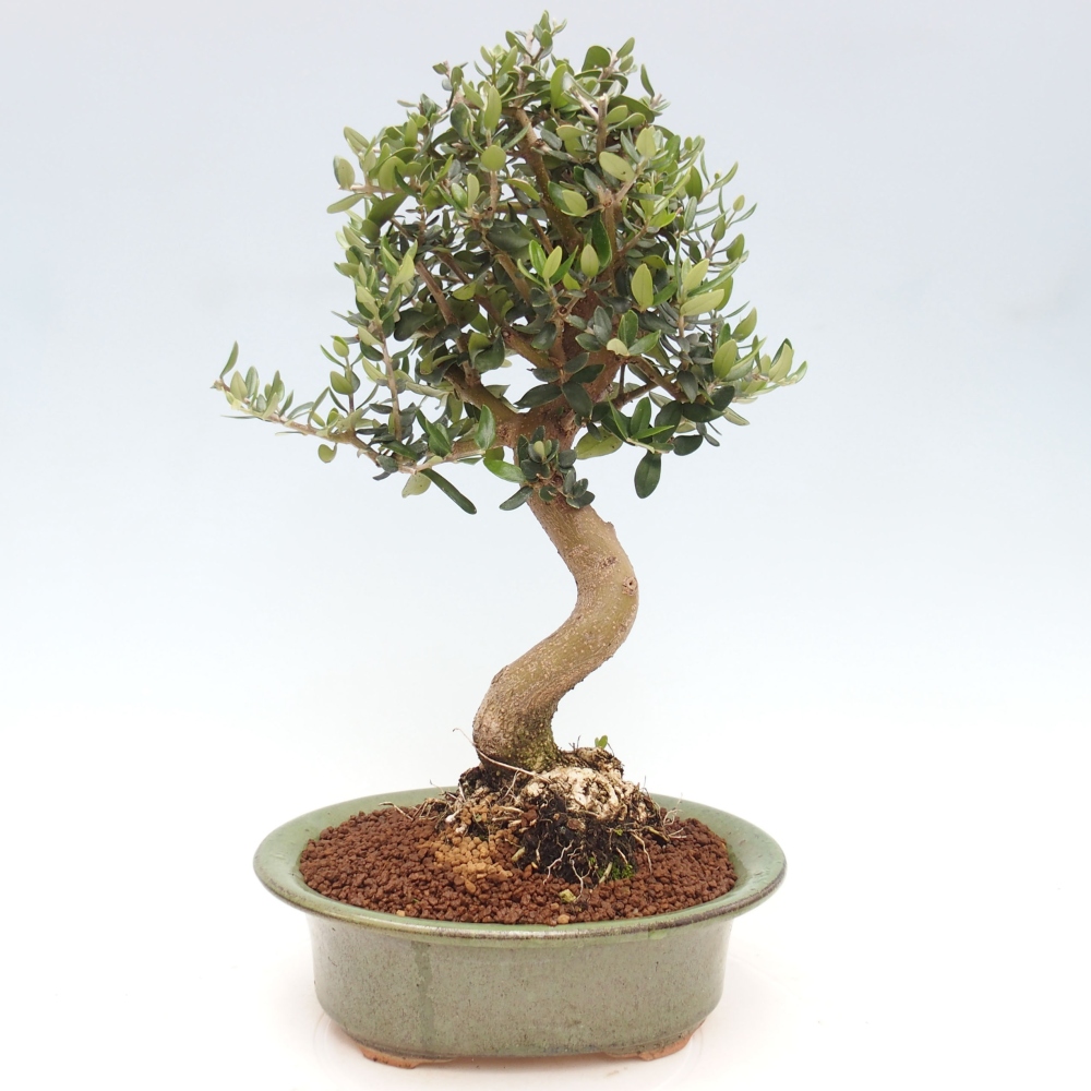 Pokojová bonsai - Olea europaea sylvestris -Oliva evropská drobnolistá
