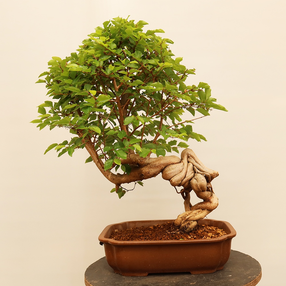 Venkovní bonsai -Carpinus Coreana - Habr korejský