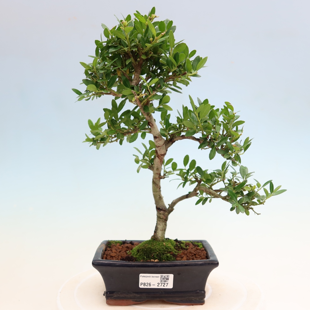 Pokojová bonsai - Ilex crenata - Cesmína