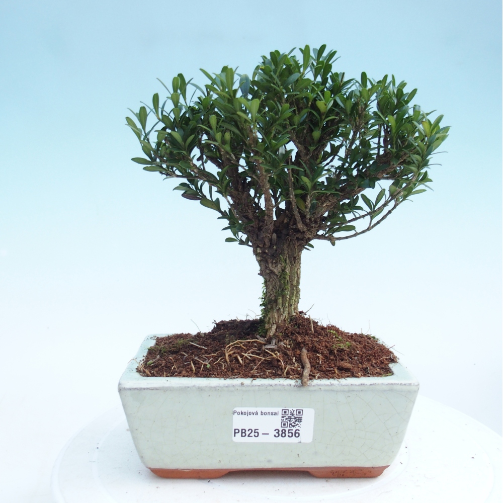 Pokojová bonsai - Buxus harlandii -korkový buxus