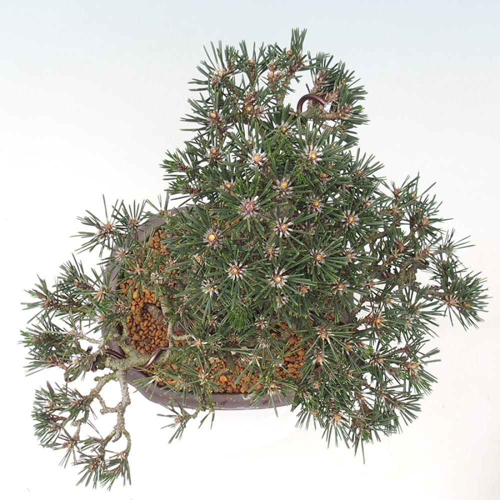 Venkovní bonsai - Pinus thunbergii Kotobuki - Borovice thunbergova