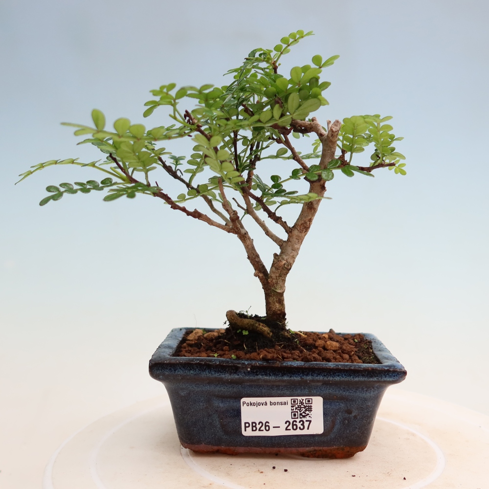 Pokojová bonsai - Zantoxylum piperitum - pepřovník