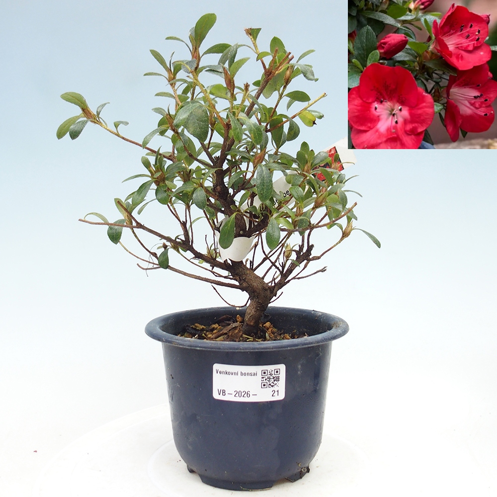 Venkovní bonsai - Japonská azalka - Azalea Benibeni
