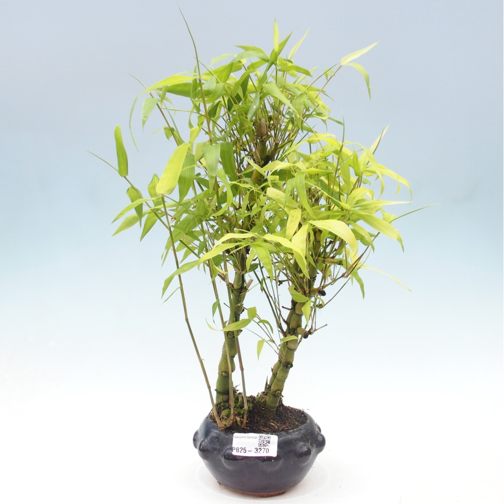 Pokojová bonsai - Bambus budha-Bambus budhovo břicho