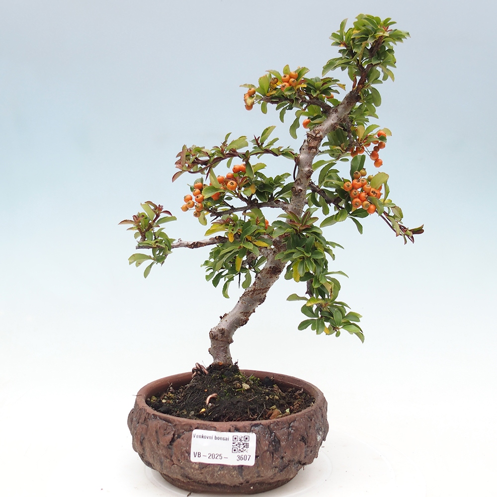 Venkovní bonsai-Pyracanta Teton -Hlohyně