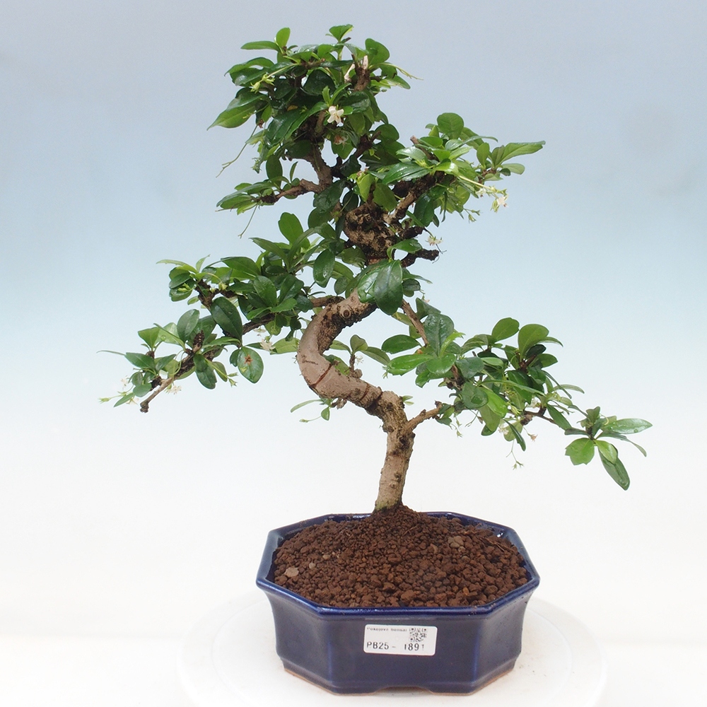 Pokojová bonsai - Carmona macrophylla - Čaj fuki
