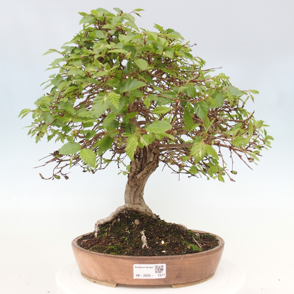 Venkovní bonsai -Carpinus CARPINOIDES - Habr korejský