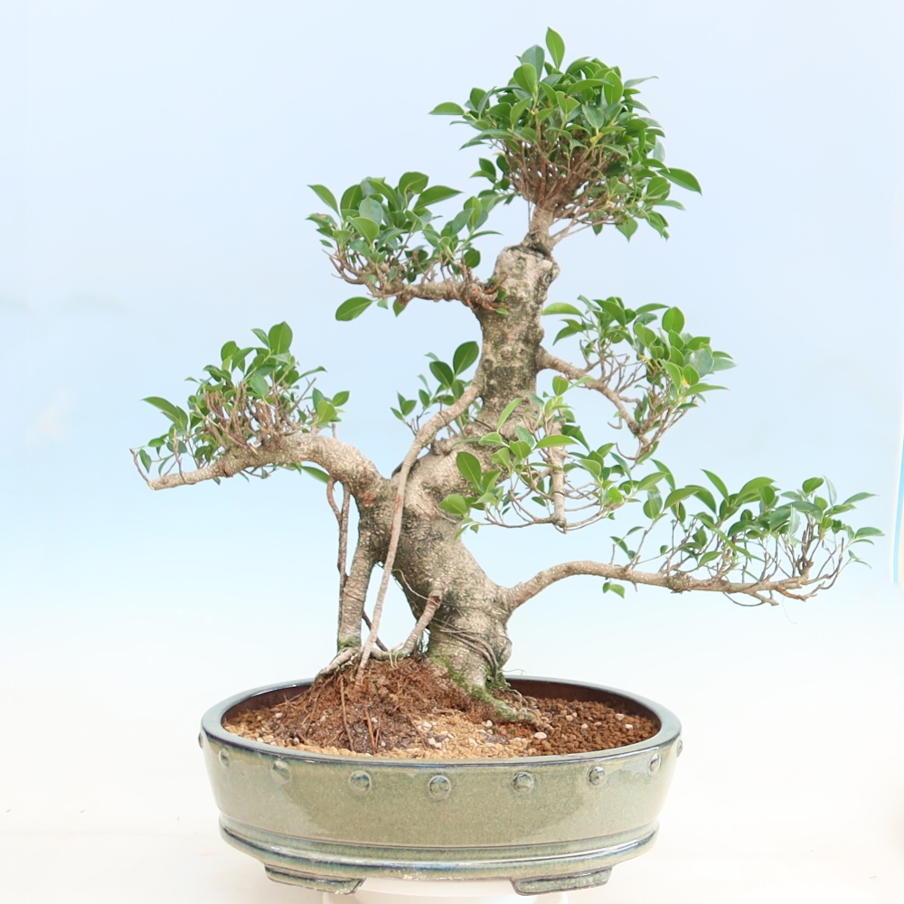 Pokojová bonsai - Ficus kimmen -  malolistý fíkus