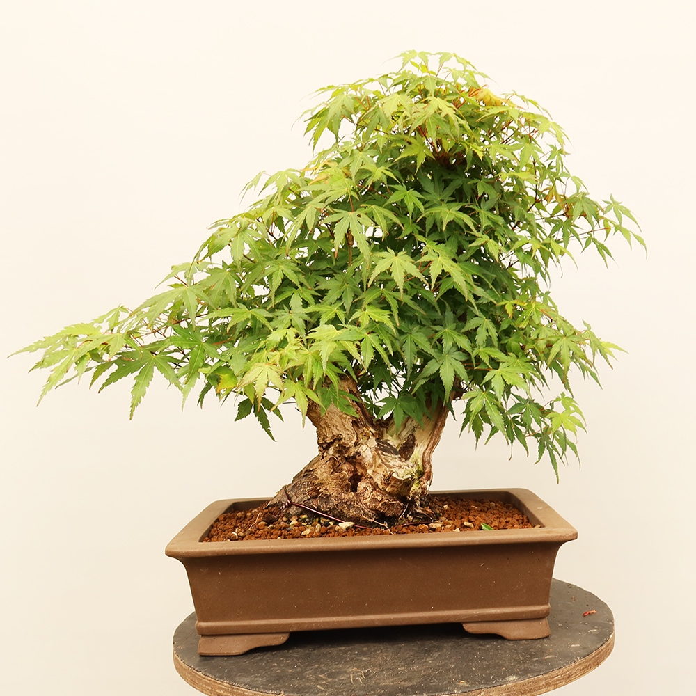 Venkovní bonsai - Javor palmatum  - Javor dlanitolistý