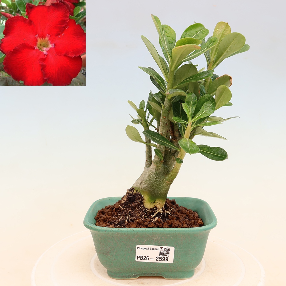 Pokojová bonsai - Adenium obesum Red Star - Pouštní růže