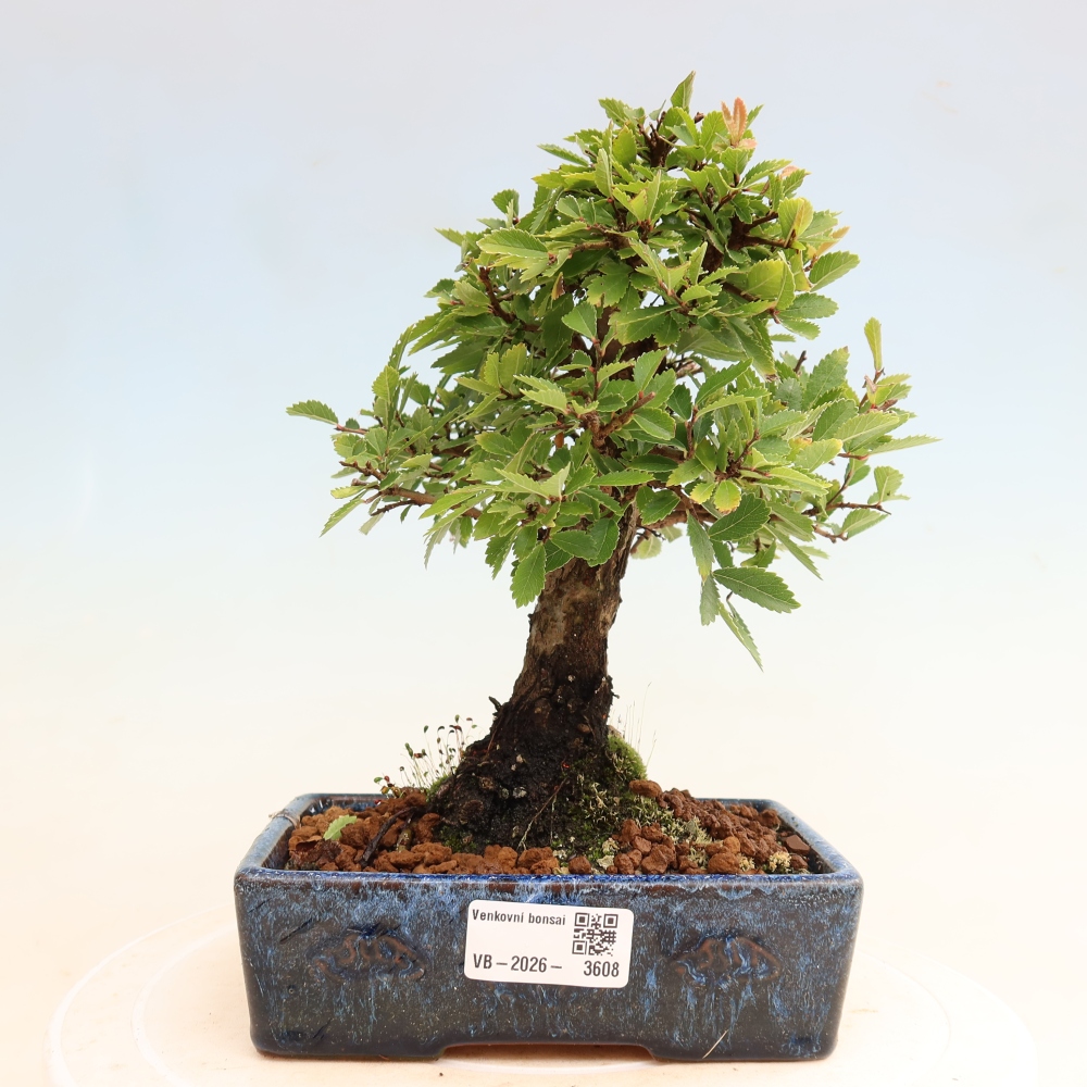 Venkovní bonsai - Zelkova - Zelkova NIRE