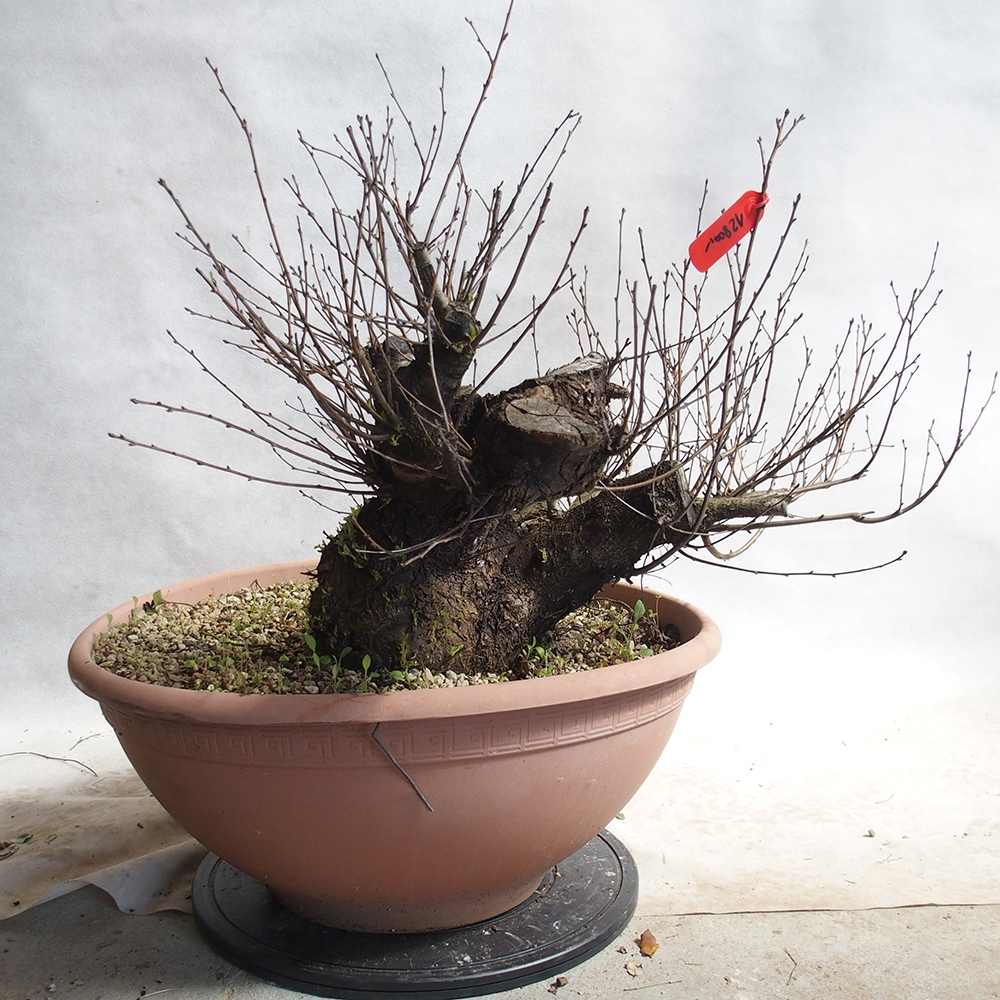 Venkovní bonsai -Mahalebka - Prunus mahaleb