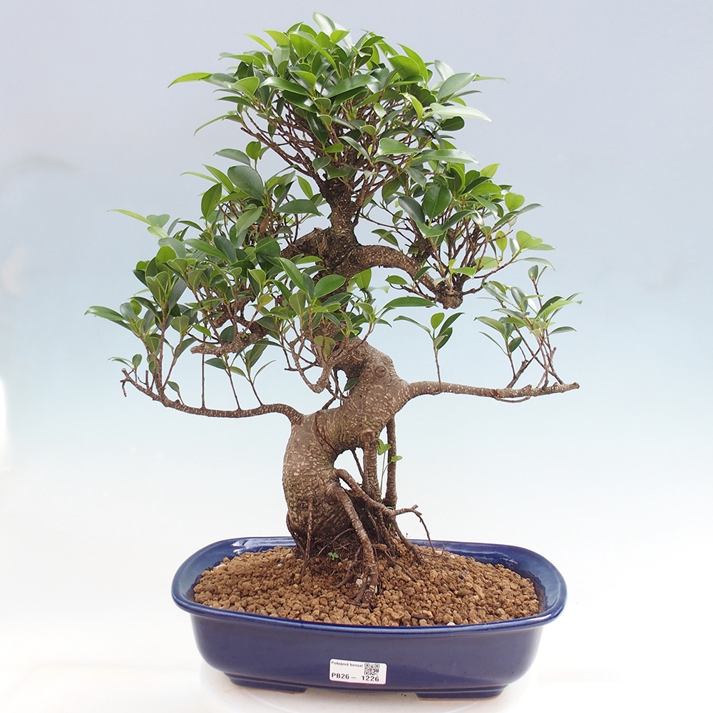 Pokojová bonsai - Ficus kimmen -  malolistý fíkus