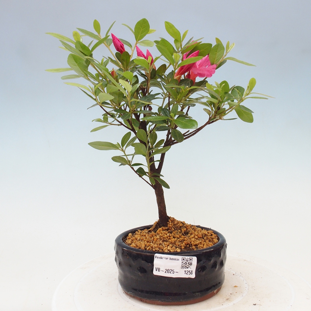 Venkovní bonsai - Japonská azalka - Azalea sp.
