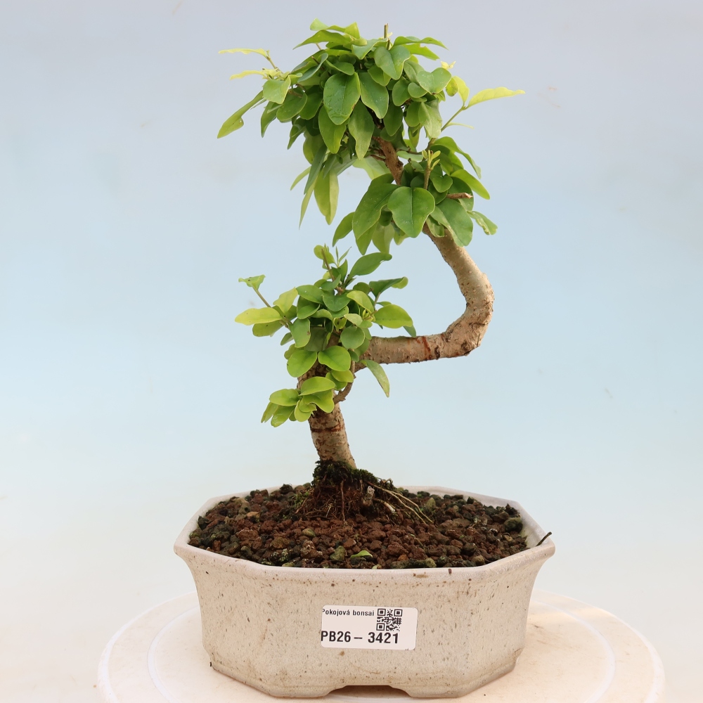Pokojová bonsai -Ligustrum chinensis - Ptačí zob