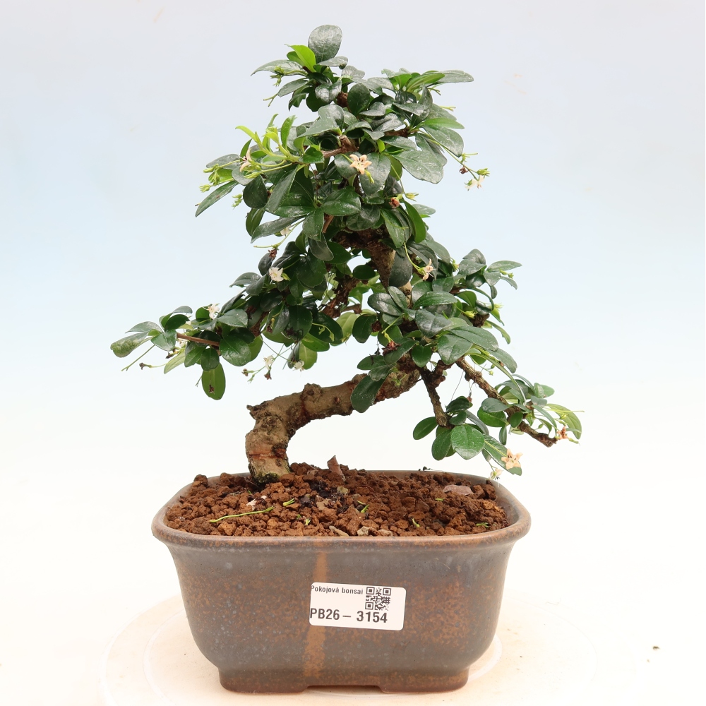 Pokojová bonsai - Carmona macrophylla - Čaj fuki